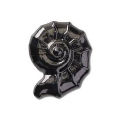 Concha remolino oscuro